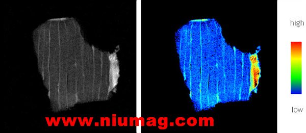 （NMI20-15 ）核磁共振食品成像分析儀